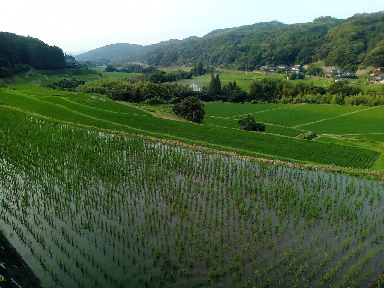 6月の棚田🌾 注目の空の写真 ウェザーニュース