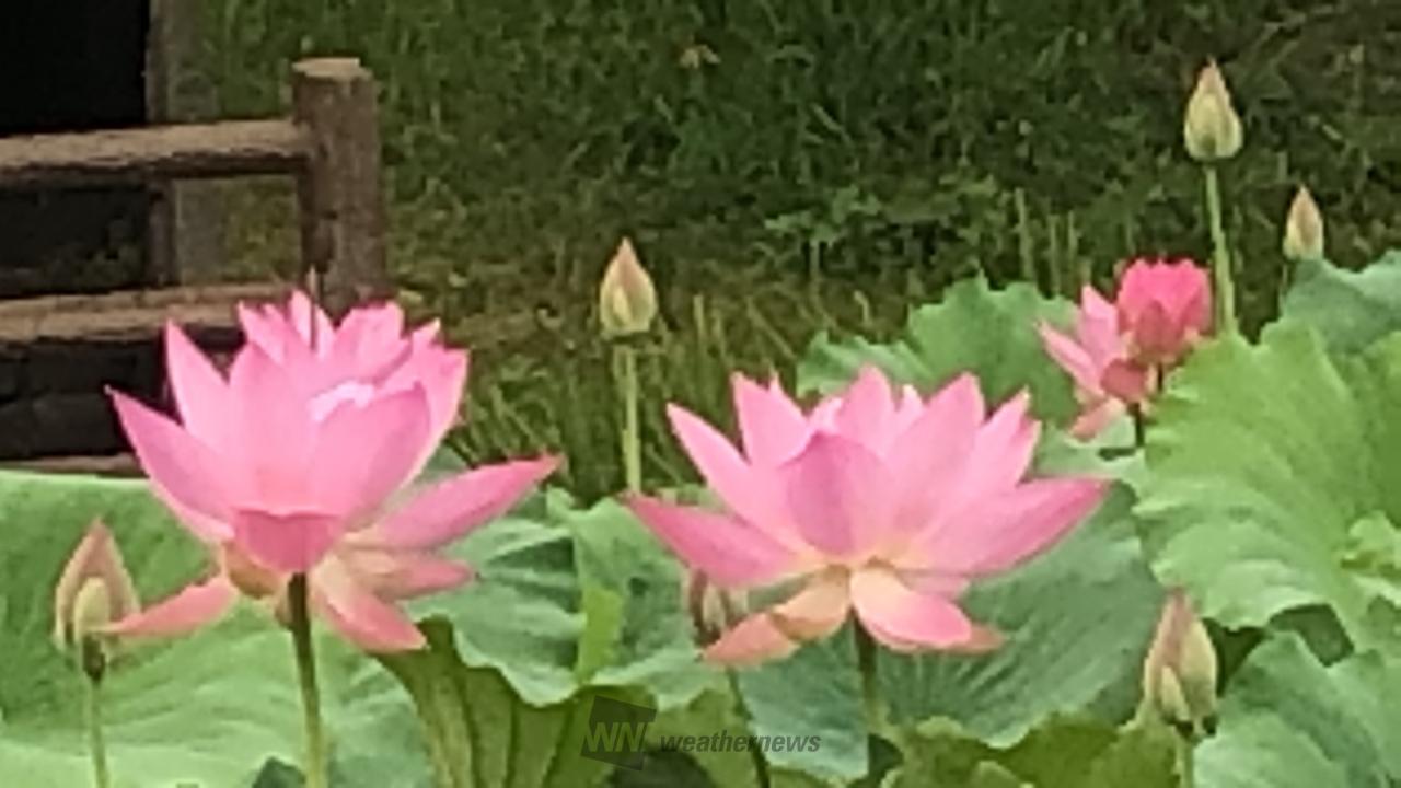 蓮の花が見頃に 注目の空の写真 ウェザーニュース