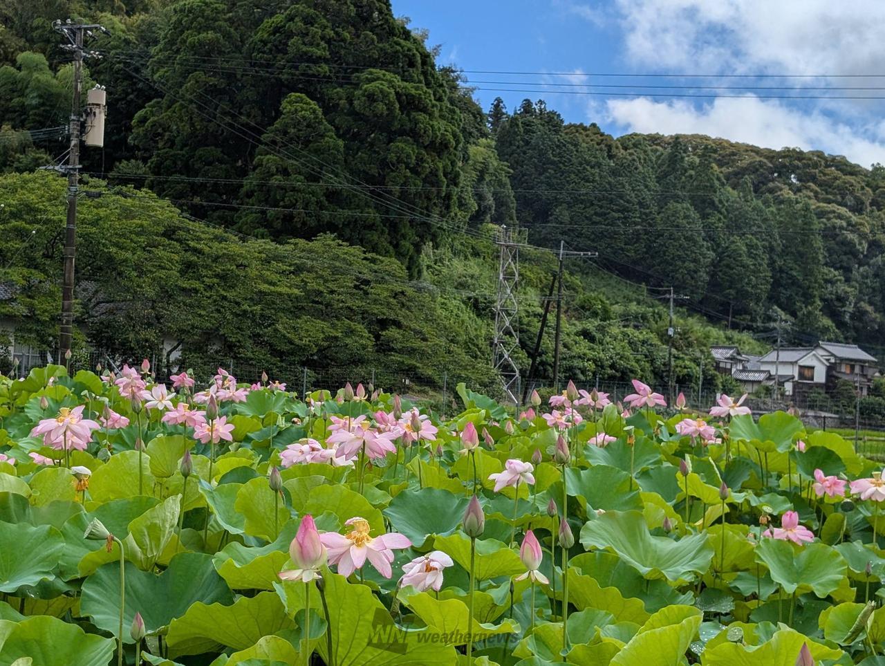 蓮の花が見頃に 注目の空の写真 ウェザーニュース