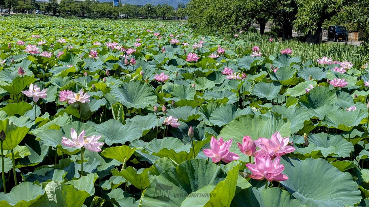 蓮花 2025深圳蓮花山簕杜鵑（三角梅）花展如期而至】 深圳蓮花山公園勒杜鵑