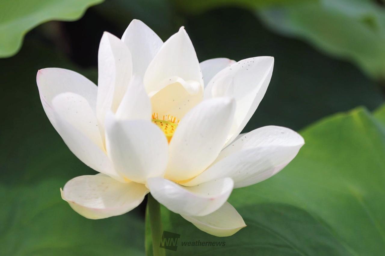 蓮の花が見頃に 注目の空の写真 ウェザーニュース