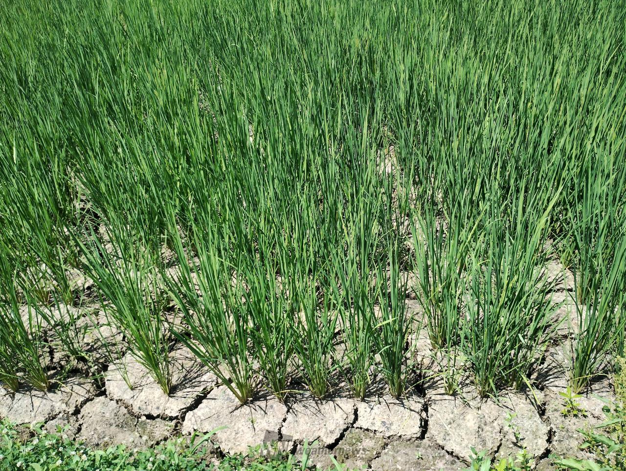 雑草ではなく田んぼ...