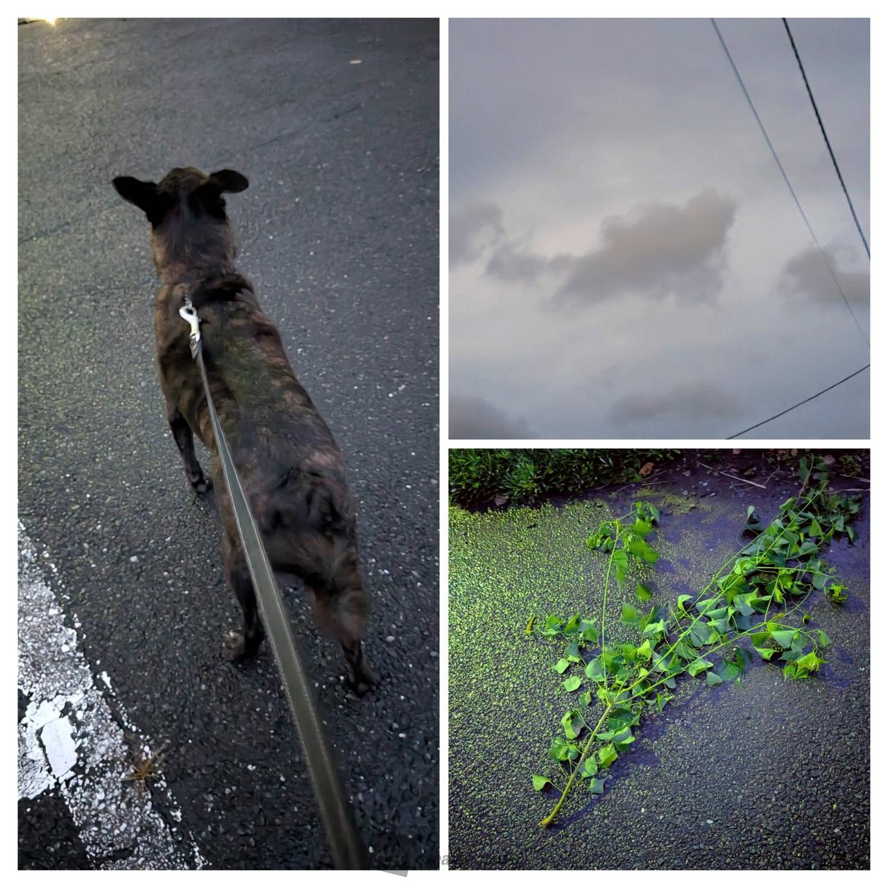 🐾朝散歩　・雷...