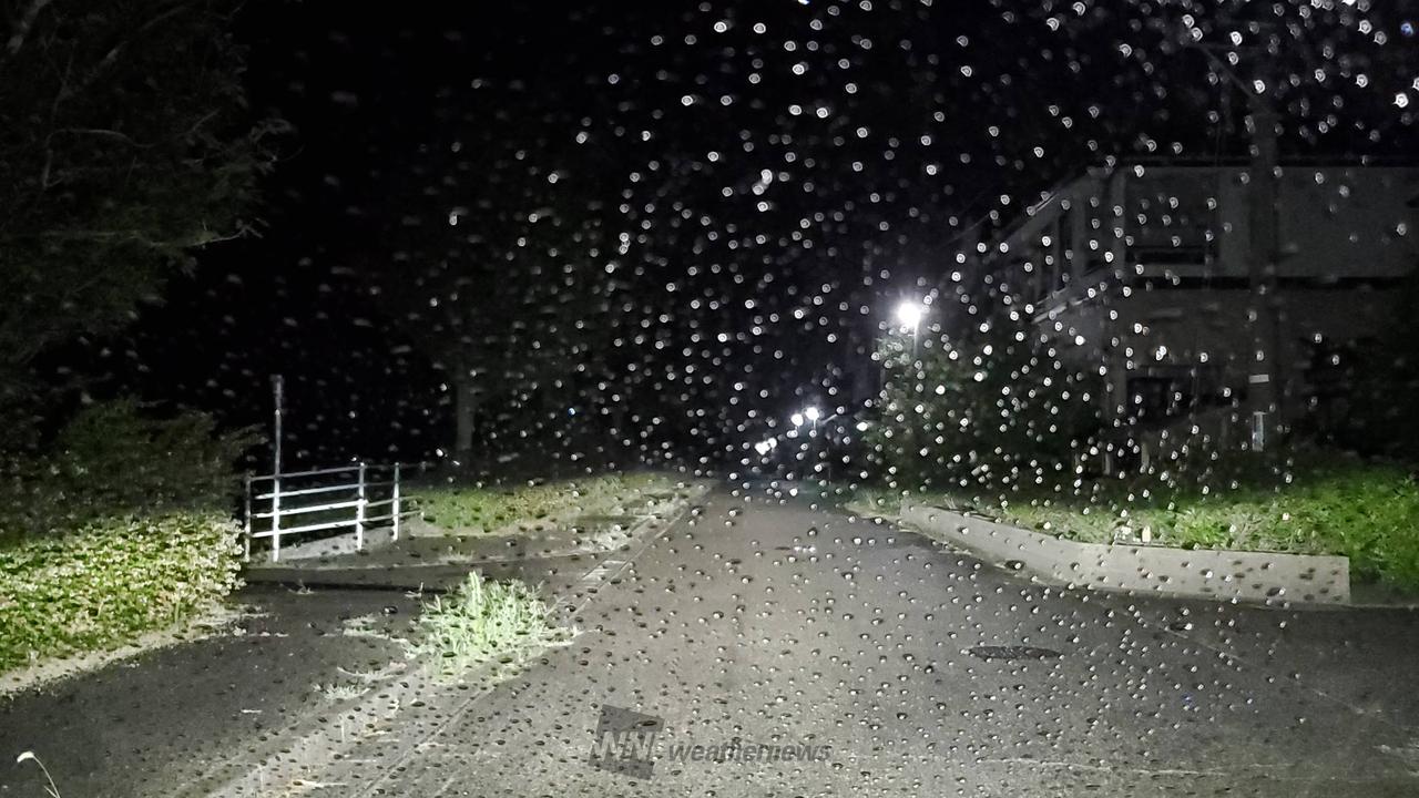 久しぶりに雨が降ってきました。 雑草も枯 | 新潟県新潟市西区