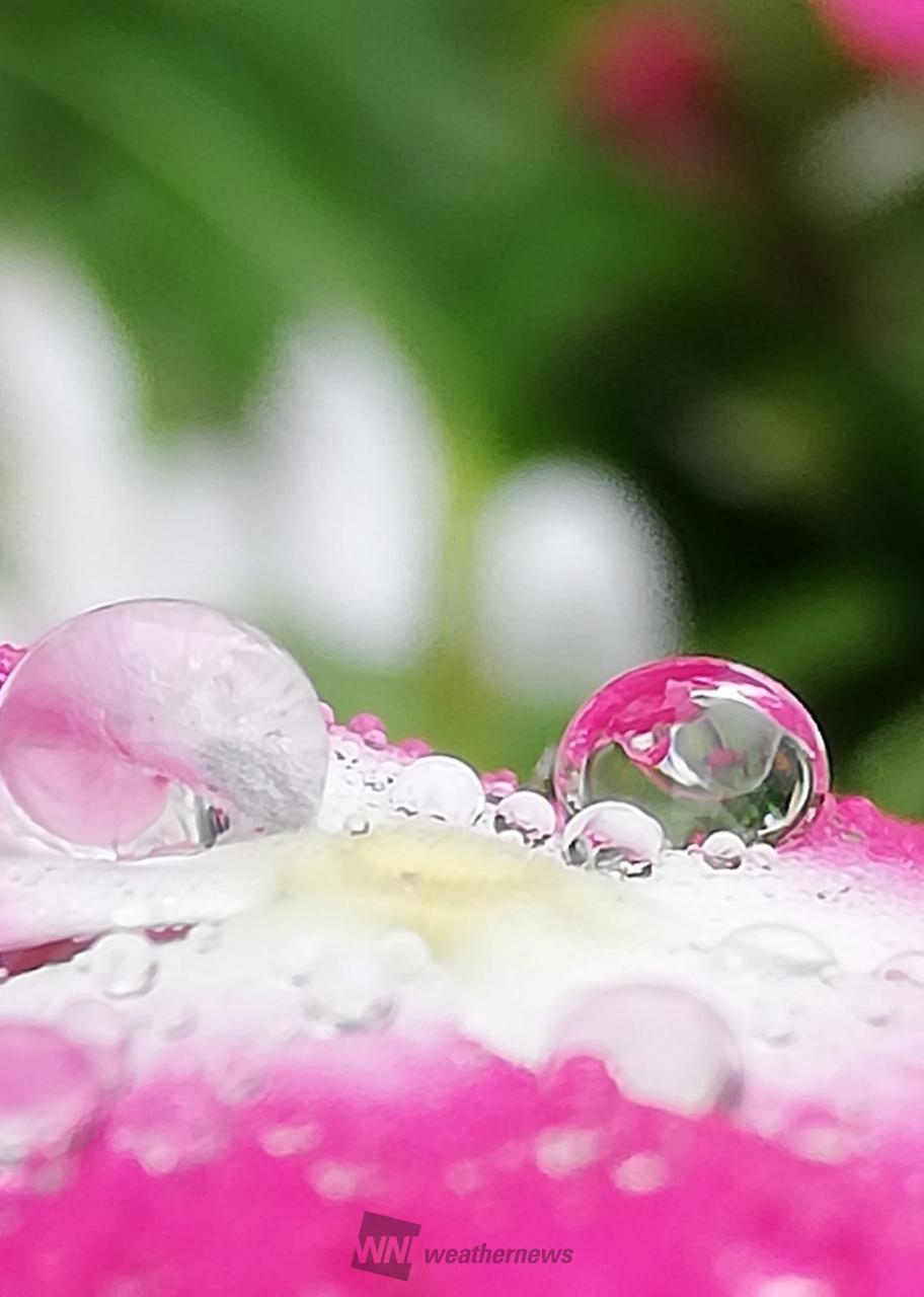 恵みの雨 注目の空の写真 ウェザーニュース
