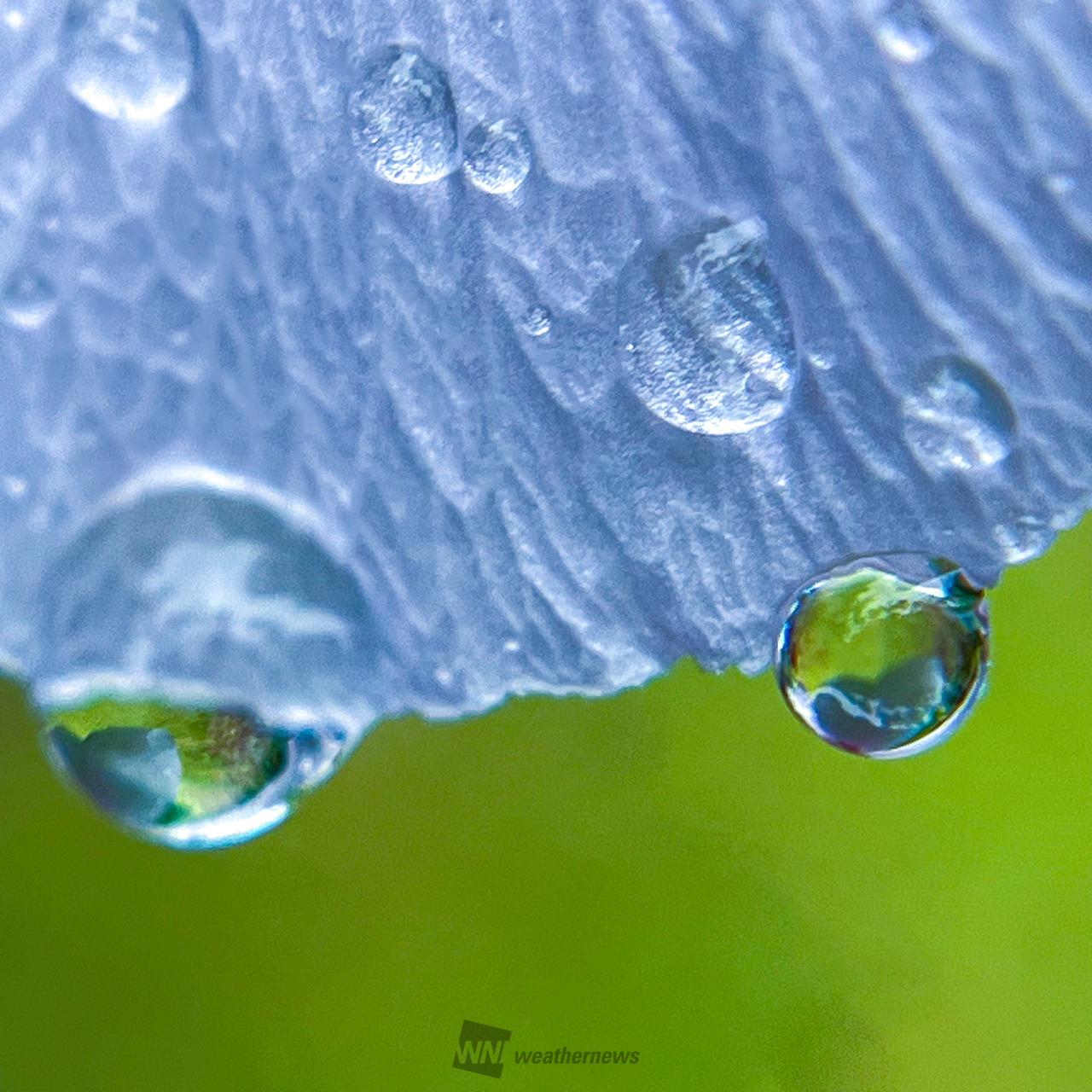 雫がコロン💧 注目の空の写真 ウェザーニュース