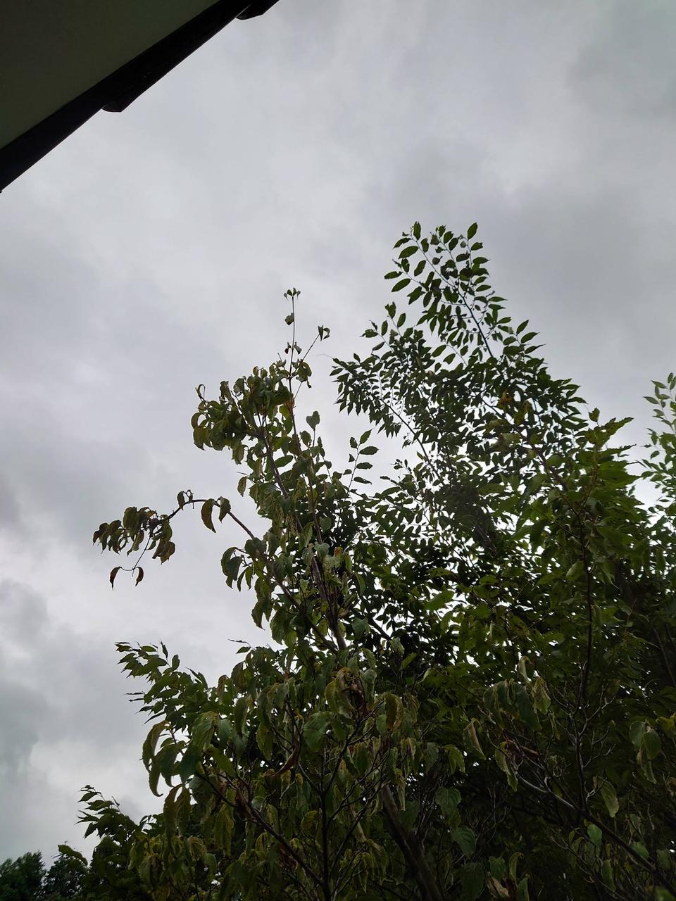 こんにちは。現在雨...