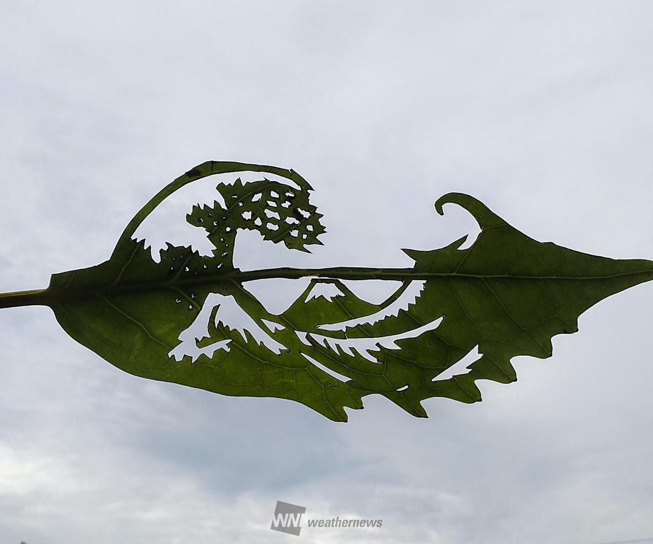 葉っぱの切り絵に挑戦 注目の空の写真 ウェザーニュース