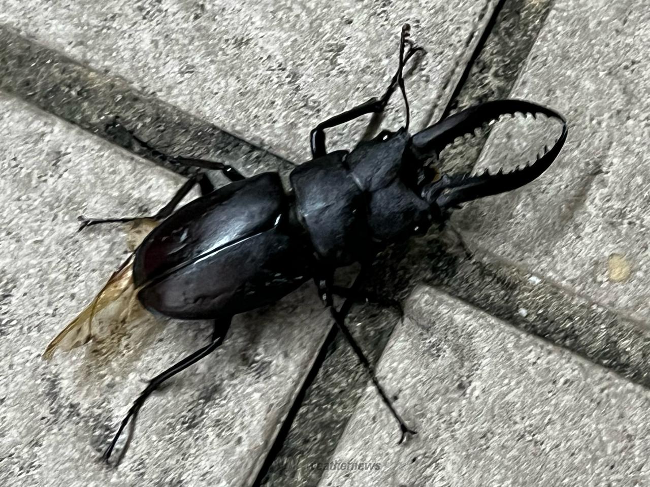 【NORI様とお話し中❗】オオクワガタペア NORI様とお話し中❗】オオクワガタペア