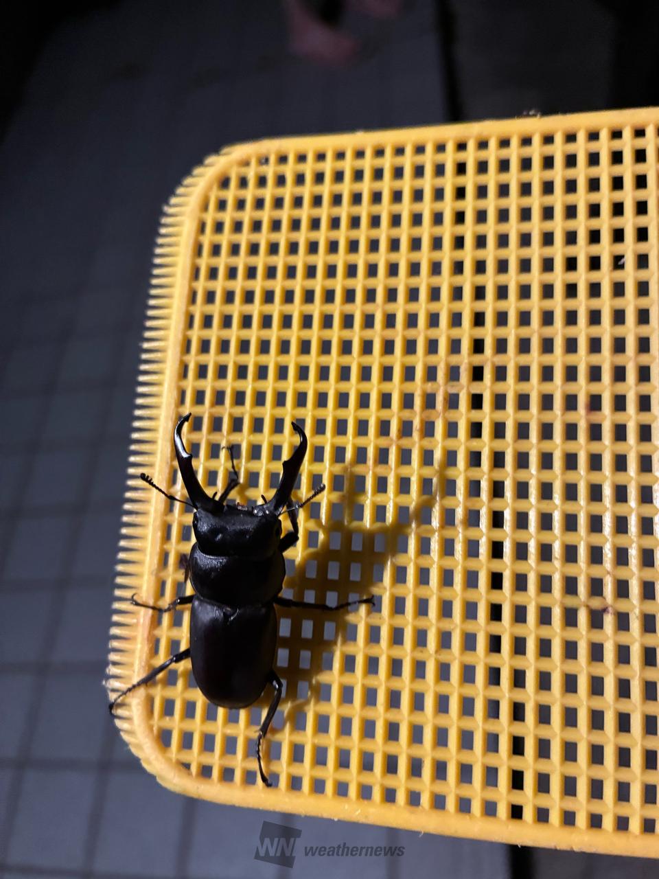 NORI様とお話し中❗】オオクワガタペア