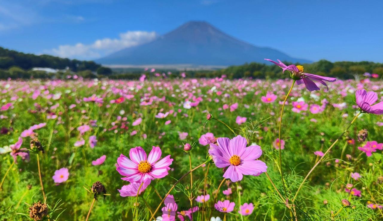 山中湖村・花の都公...