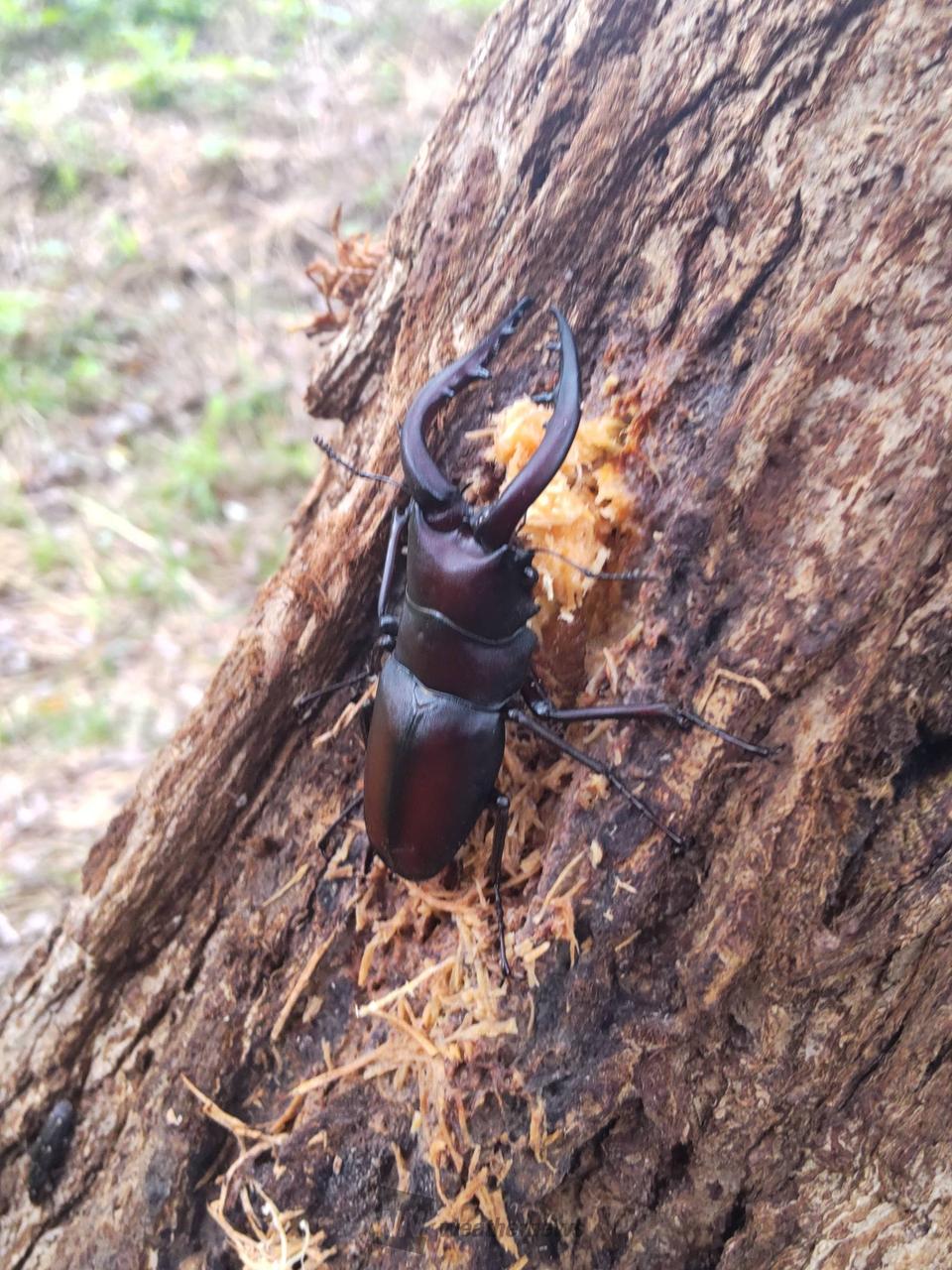 NORI様とお話し中❗】オオクワガタペア