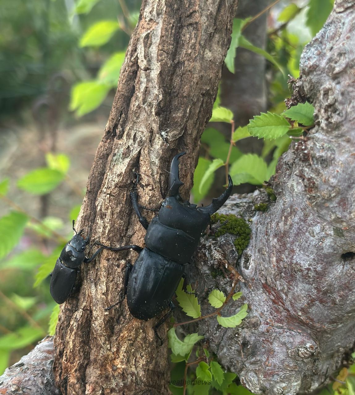 カブトムシ・クワガタ見つけた！ 注目の空の写真 ウェザーニュース