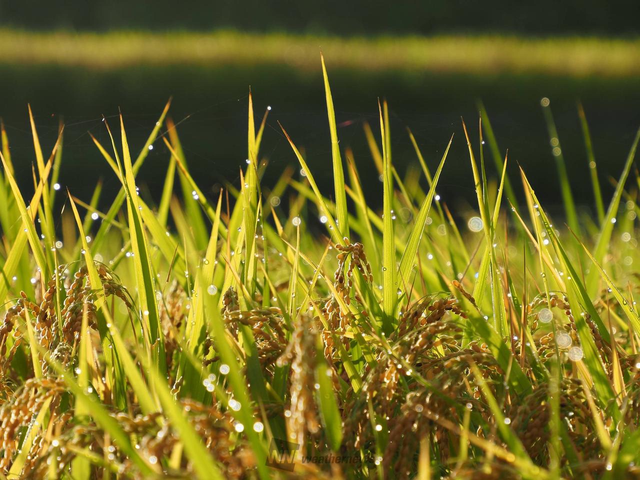 朝露たっぷりの稲穂...