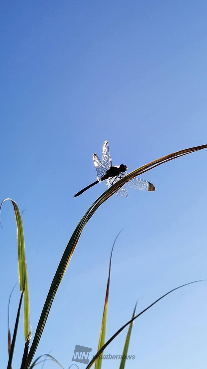 シュピ空💙と赤トン...