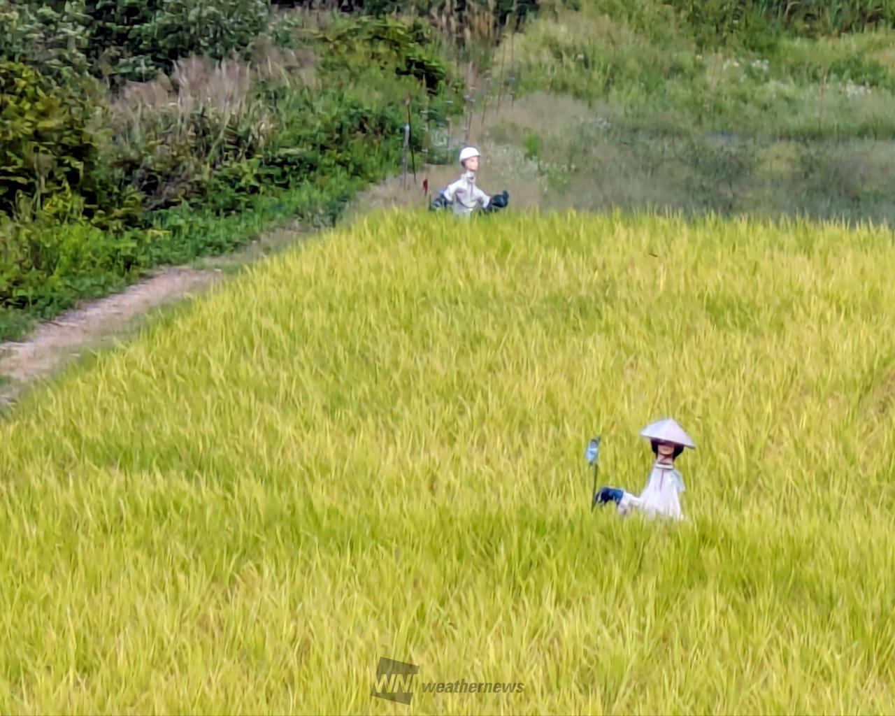 案山子コレクション 注目の空の写真 ウェザーニュース