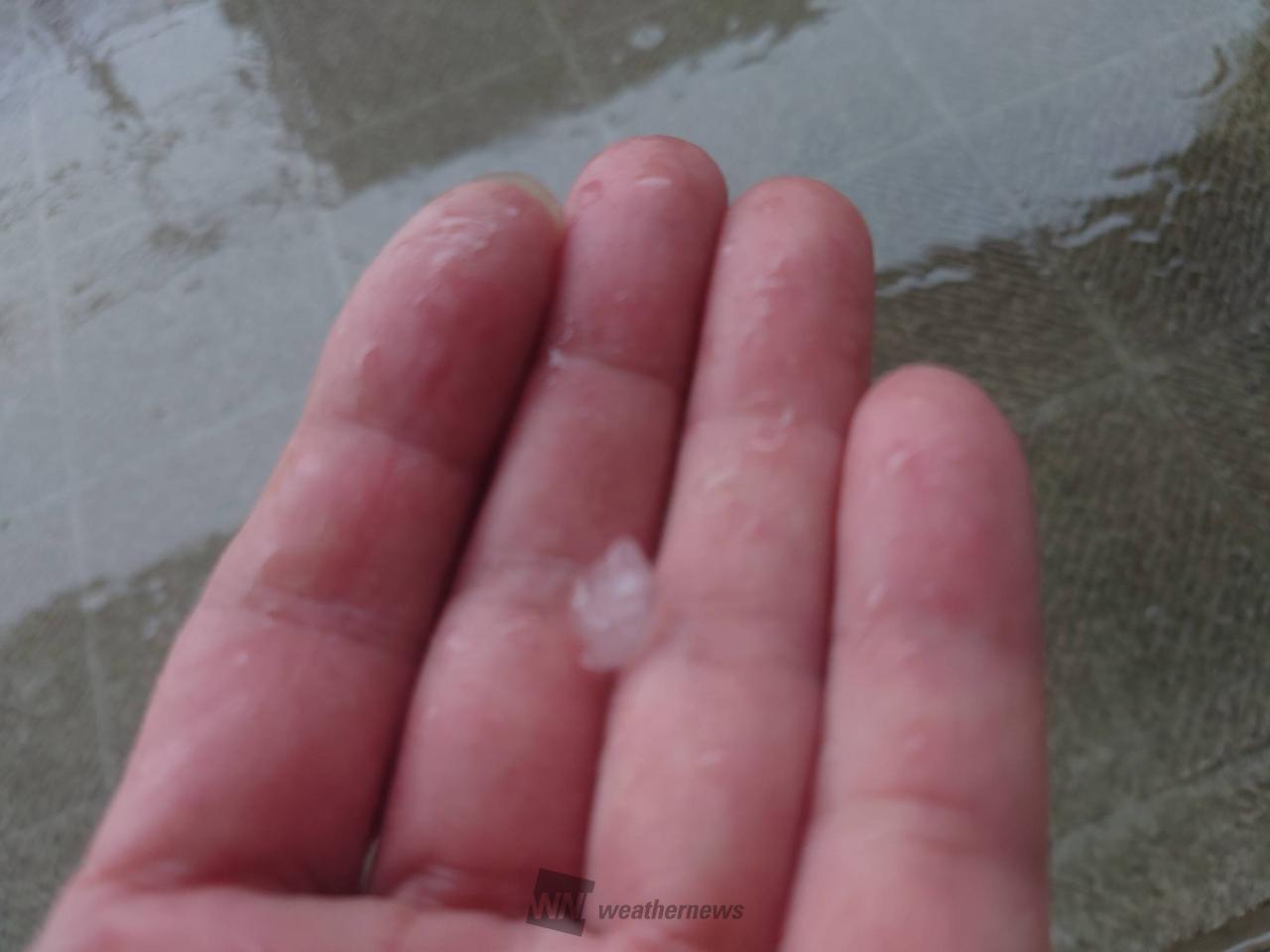 あられ様ご確認用 ファッΣ(ﾟωﾟﾉ)ﾉ 緑のシャリア専用ってどこで売ってんだろって調べたら