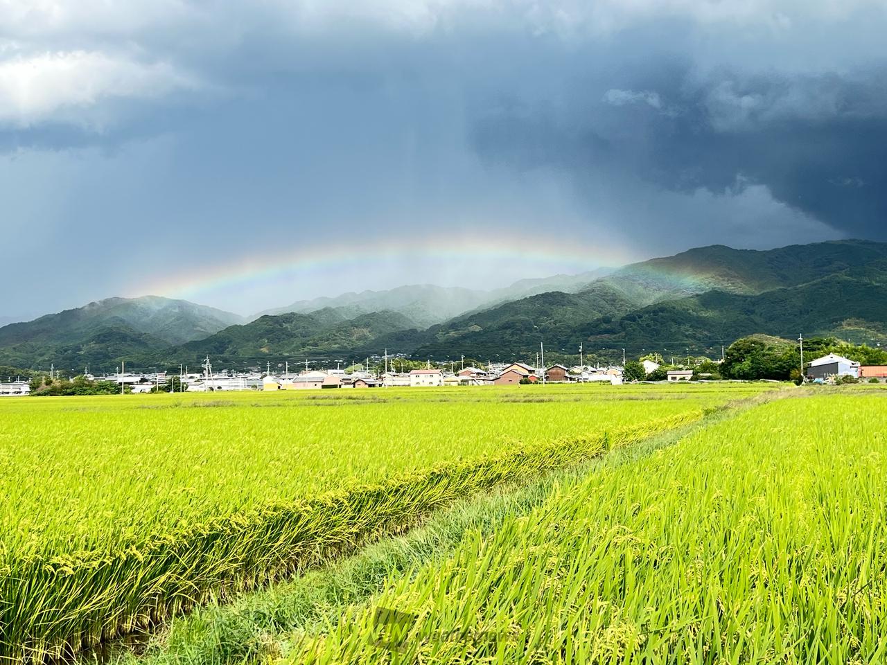 雨上がり、虹の橋 注目の空の写真 ウェザーニュース
