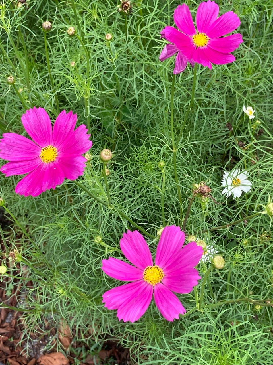 9月14日はコスモスの日 注目の空の写真 ウェザーニュース