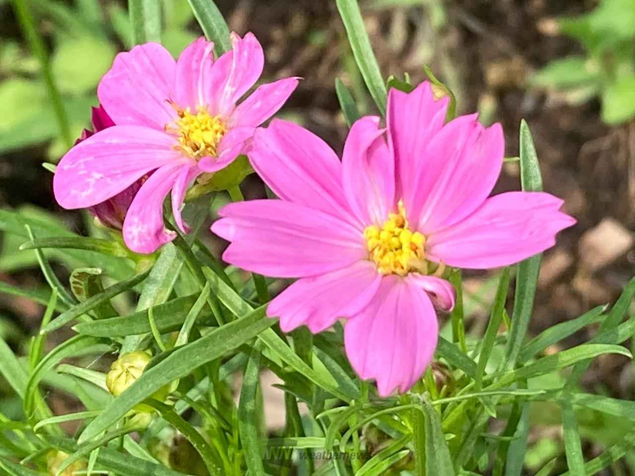 9月14日はコスモスの日 注目の空の写真 ウェザーニュース