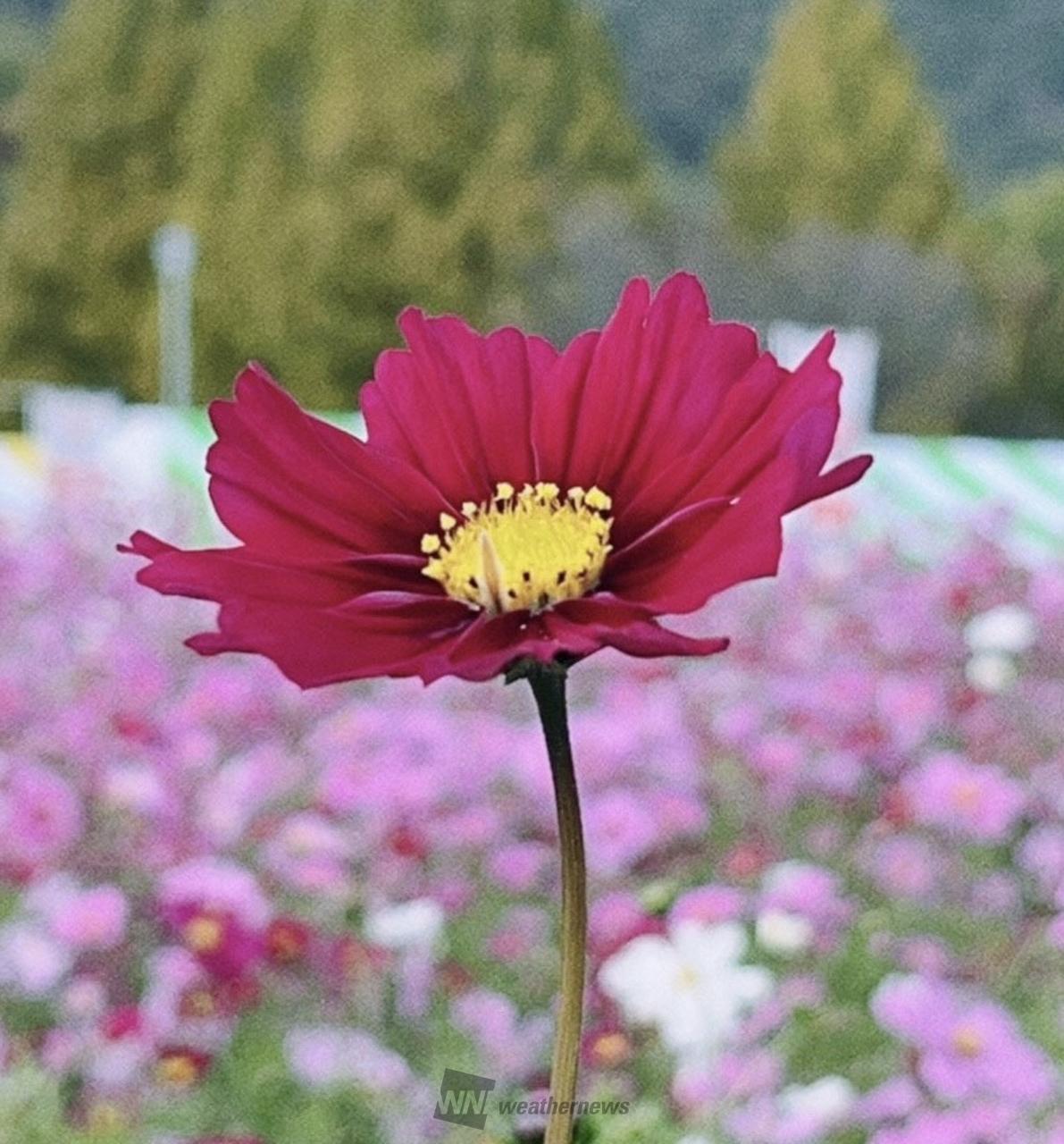 9月14日はコスモスの日 注目の空の写真 ウェザーニュース