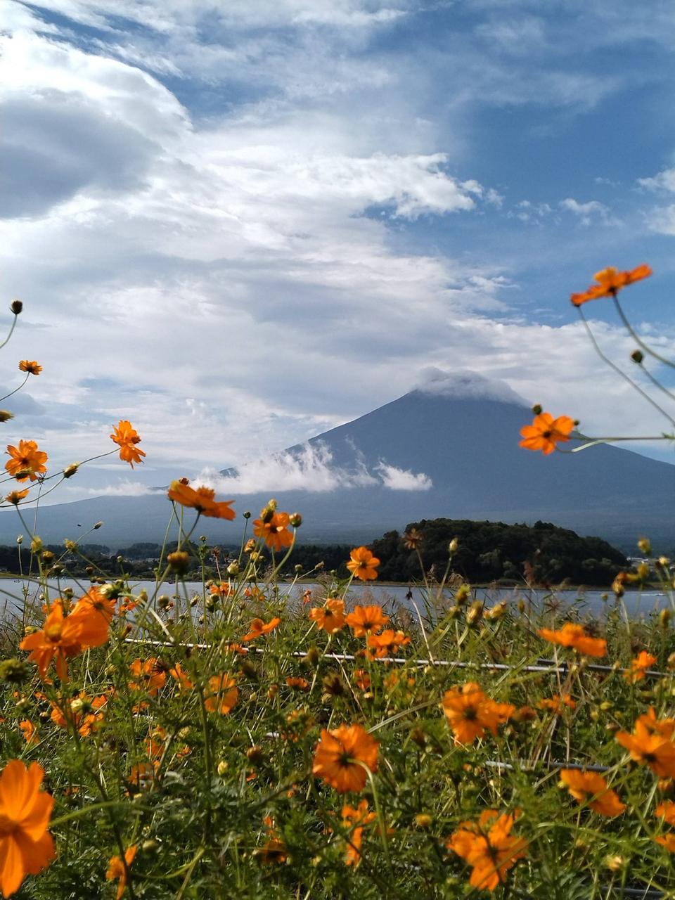 9月14日はコスモスの日 注目の空の写真 ウェザーニュース