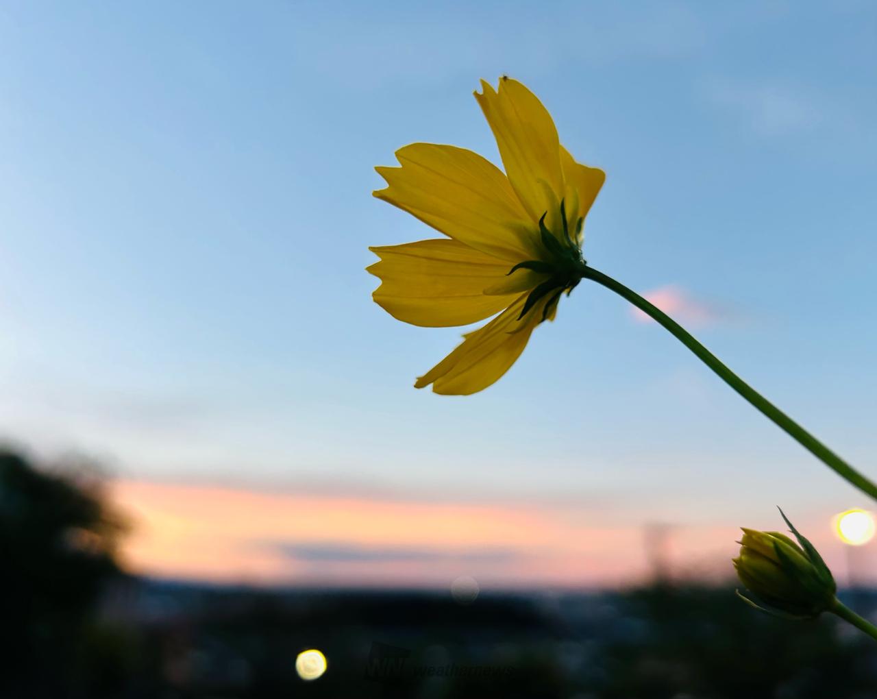 9月14日はコスモスの日 注目の空の写真 ウェザーニュース