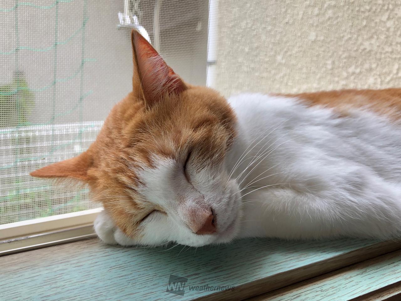 秋の夜は涼しいニャン🐈 注目の空の写真 ウェザーニュース