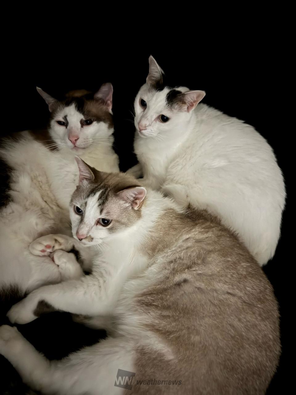 秋の夜は涼しいニャン🐈 注目の空の写真 ウェザーニュース