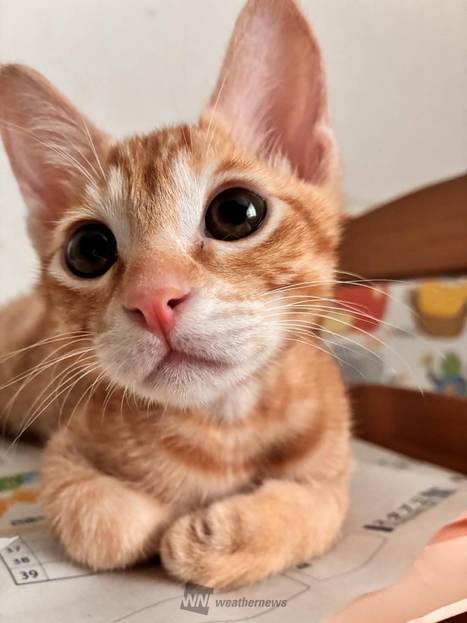 秋の夜は涼しいニャン🐈 注目の空の写真 ウェザーニュース