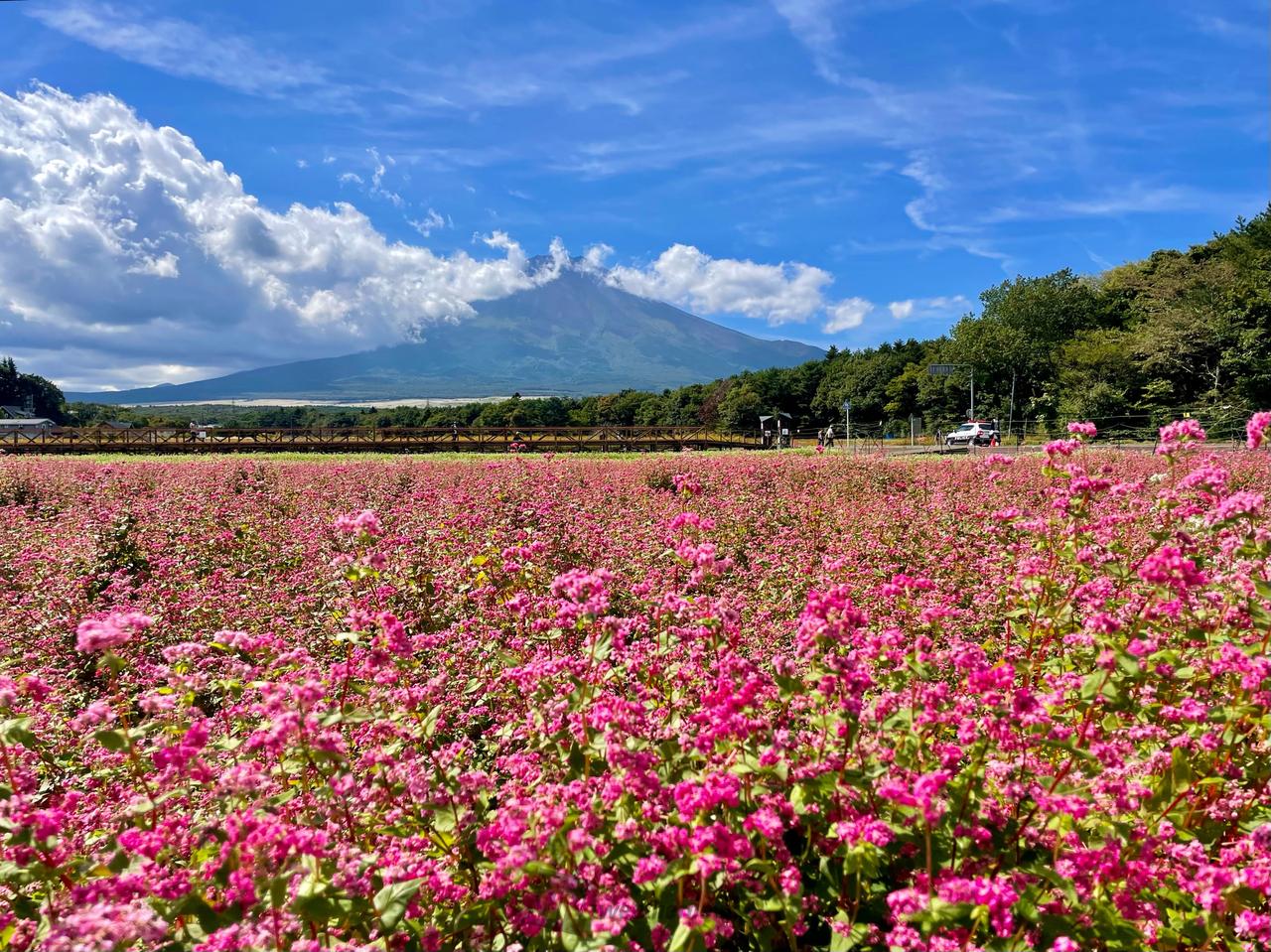 富士山 注目の空の写真 ウェザーニュース