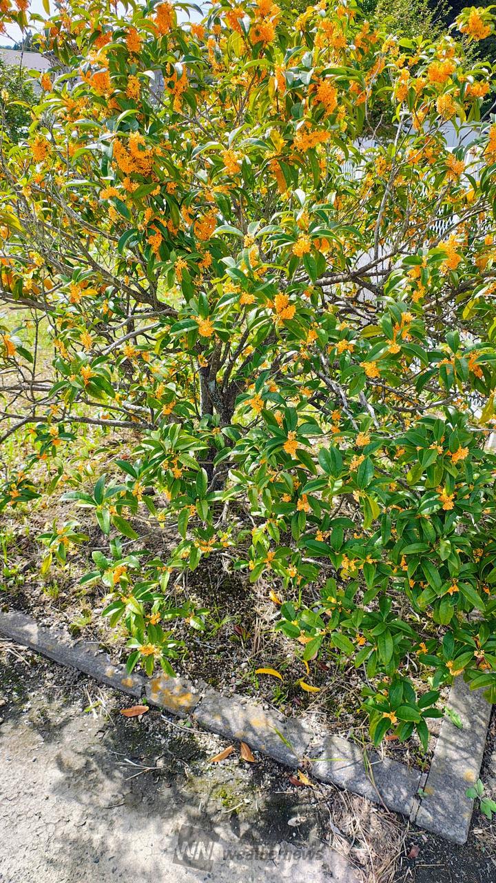 咲き始めたキンモクセイ 注目の空の写真 ウェザーニュース