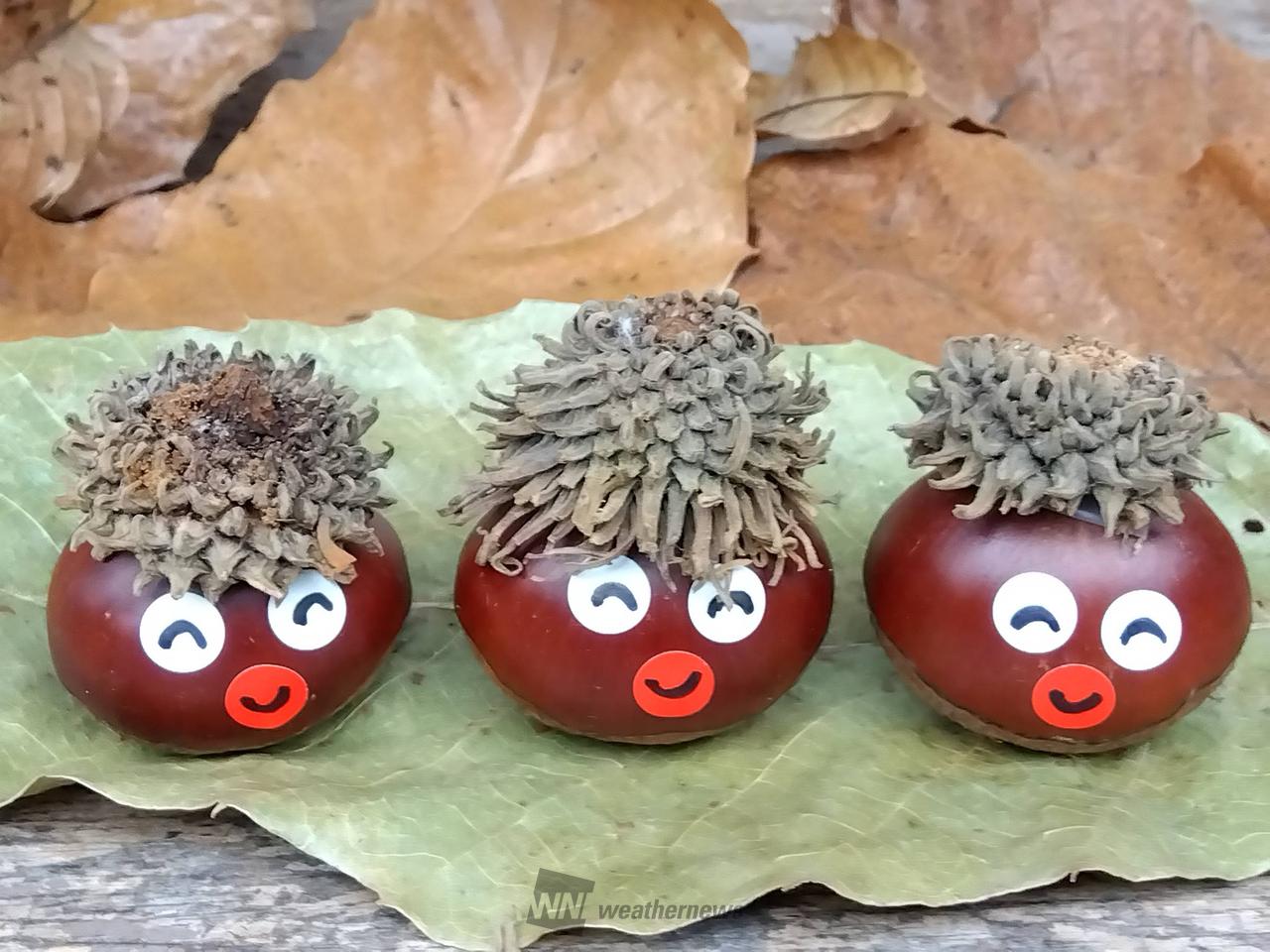 どんぐりアートを作ろう！ 注目の空の写真 ウェザーニュース