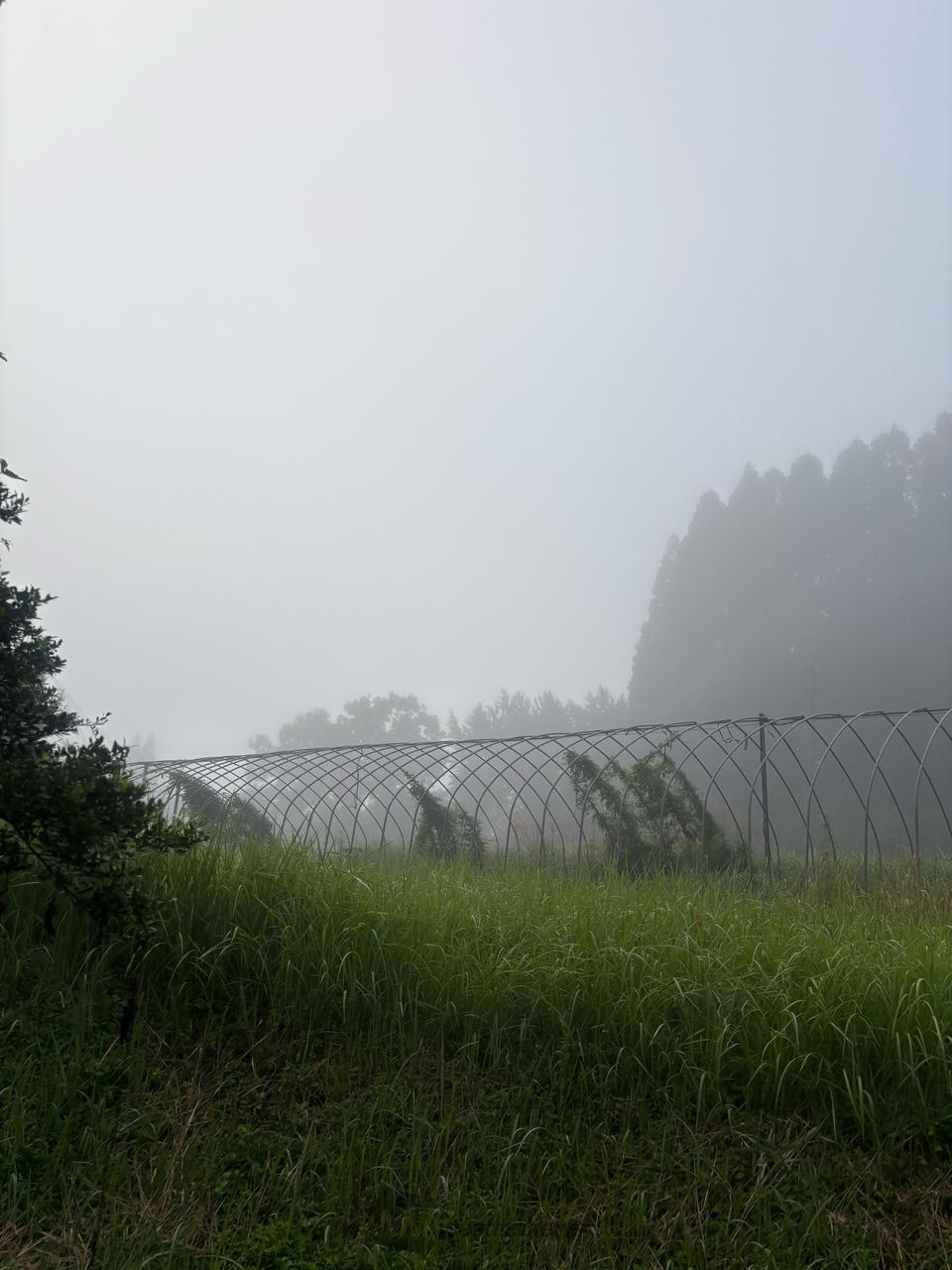 今朝も霧が発生 注目の空の写真 ウェザーニュース
