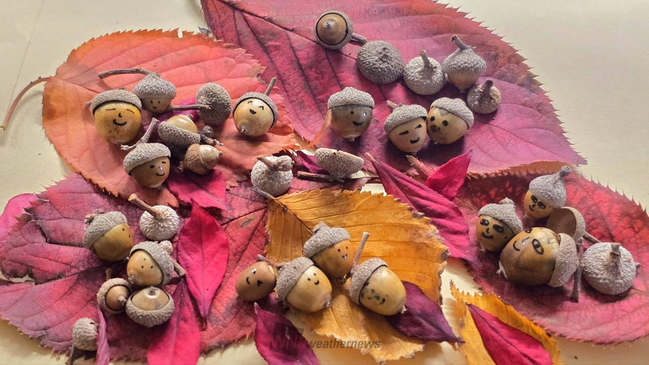 どんぐりアートを作ろう！ 注目の空の写真 ウェザーニュース
