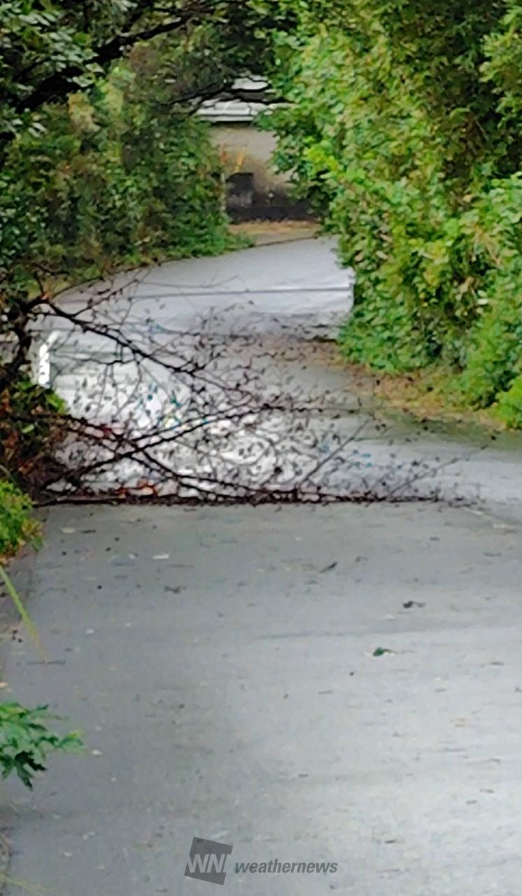 まだ風は強いですが...