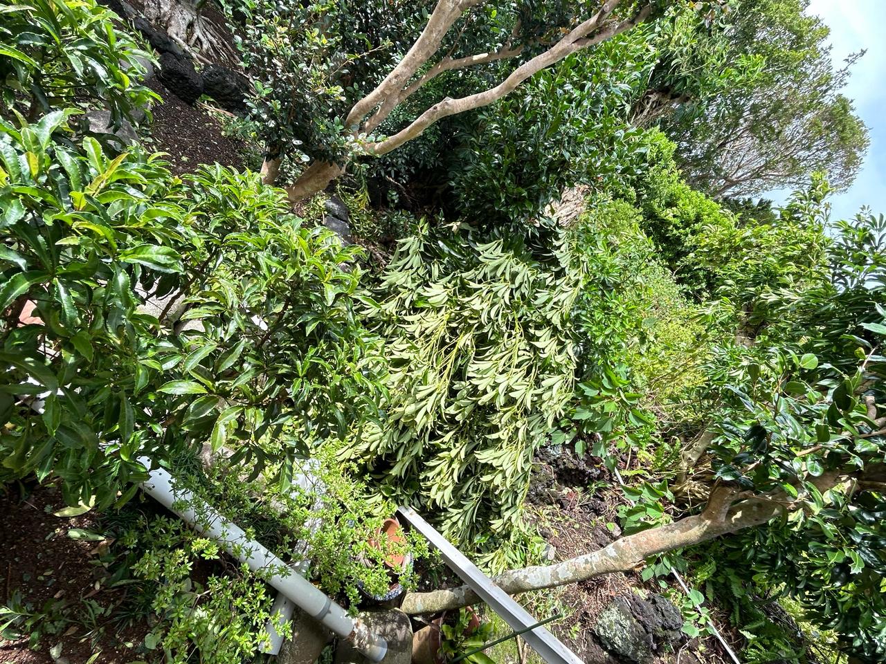 大きなカポックが折...