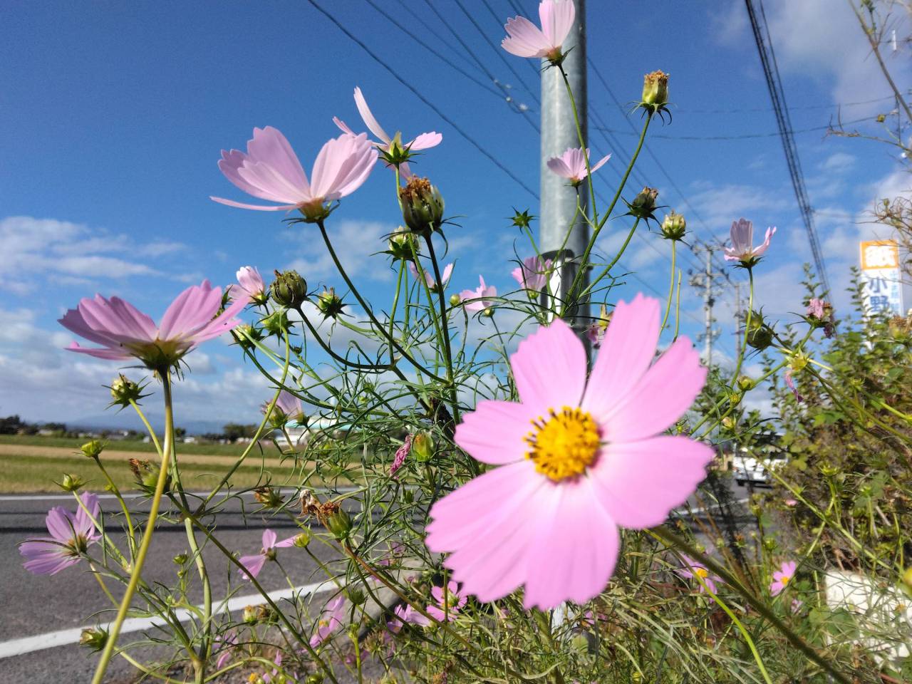 ☆秋桜子様☆ 確認用 秋桜の映える青空 注目の空の写真 ウェザーニュース