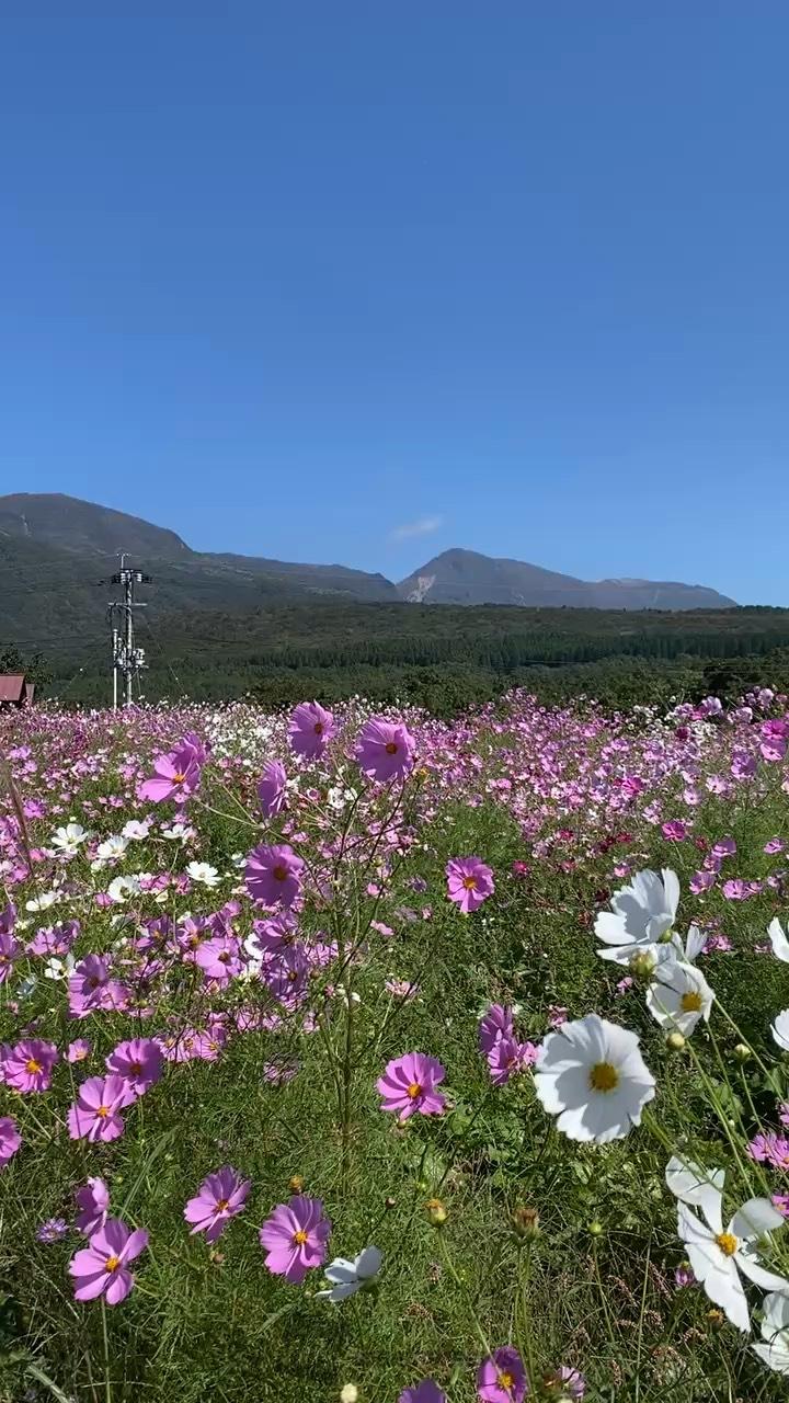 秋桜の映える青空 注目の空の写真 ウェザーニュース