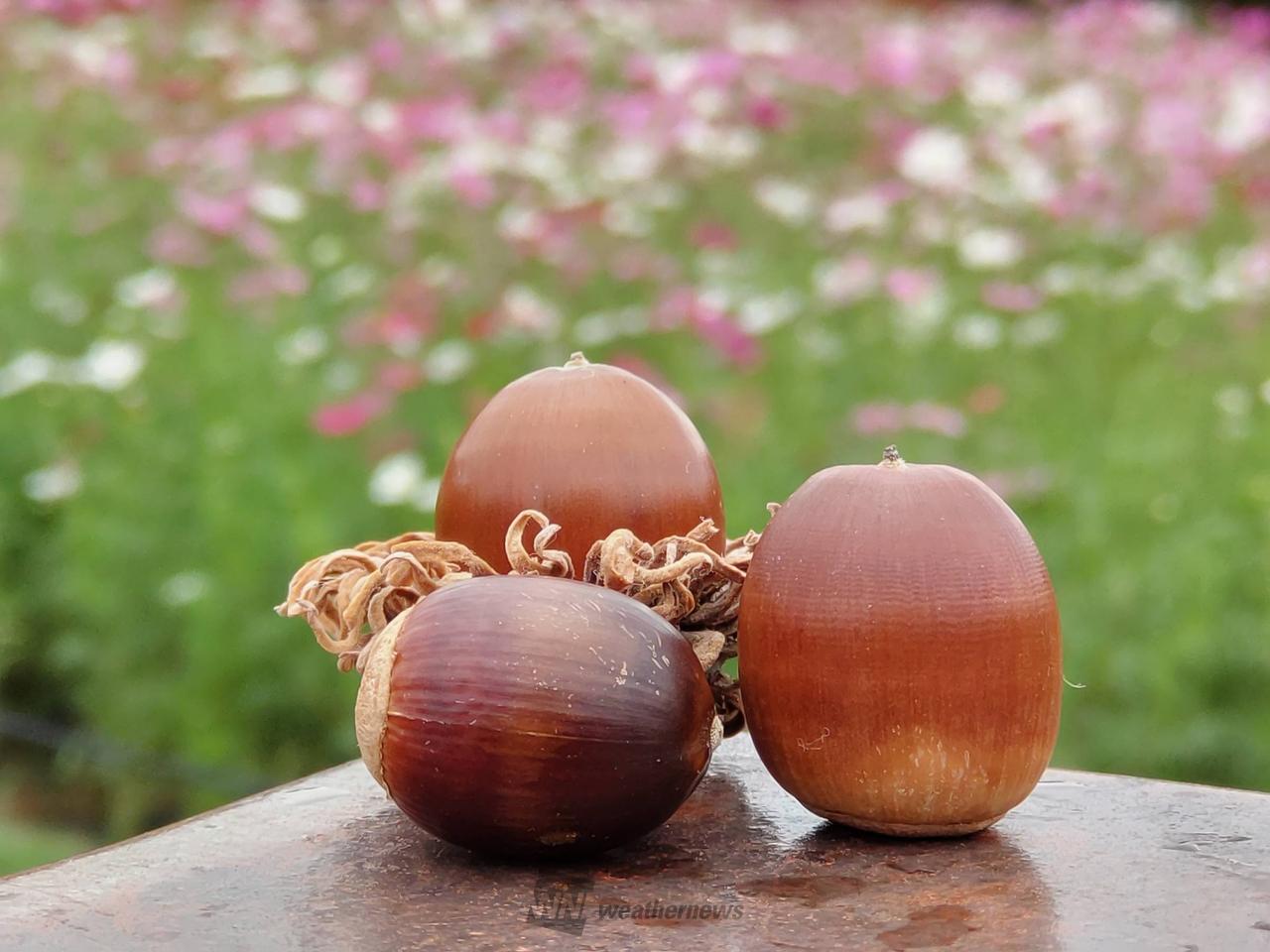 どんぐり発見！ 注目の空の写真 ウェザーニュース