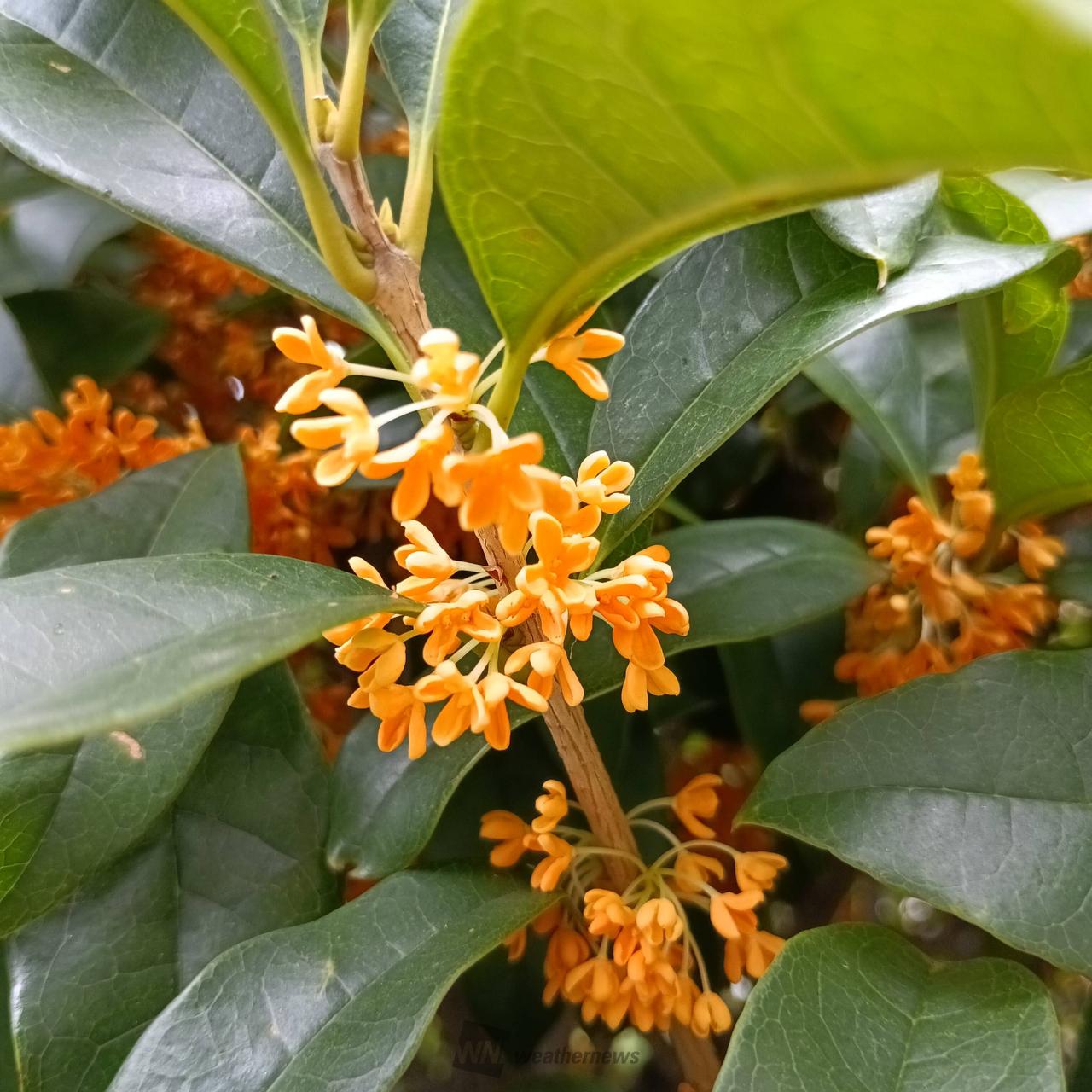 咲きましたよ～あ...