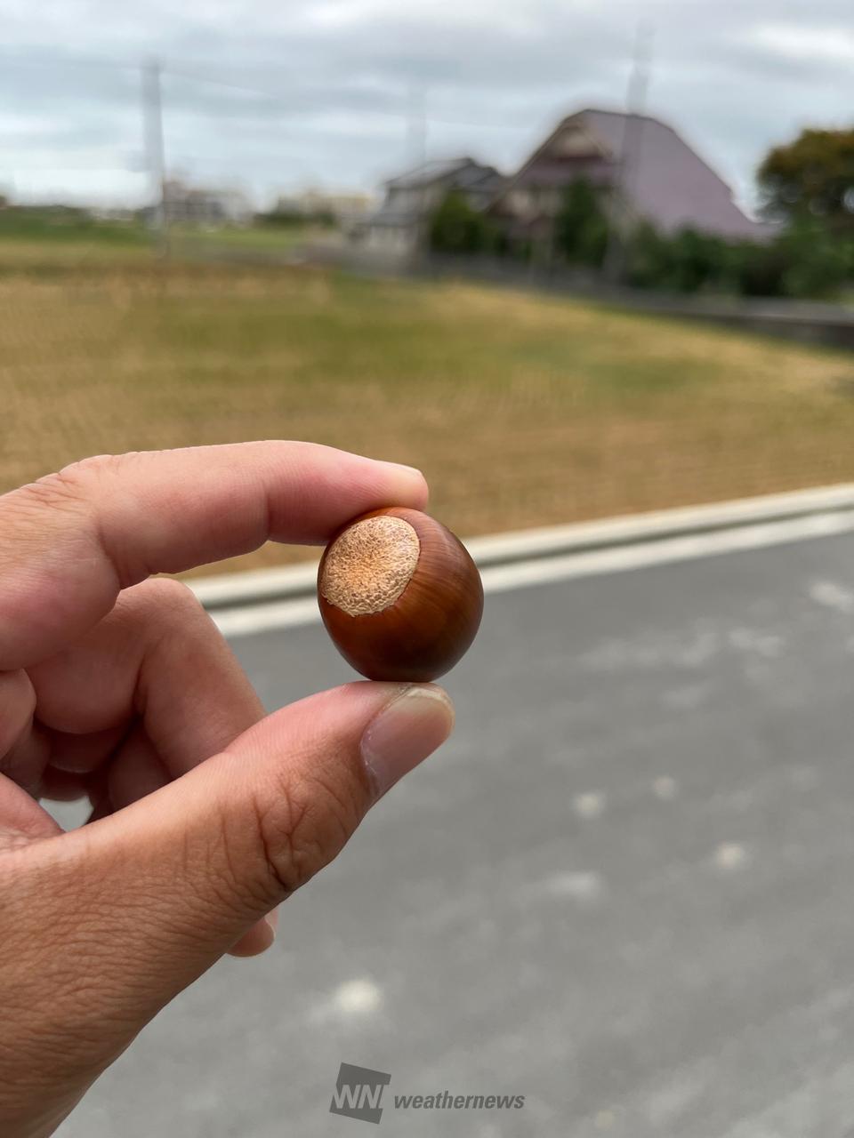 どんぐり発見！ 注目の空の写真 ウェザーニュース