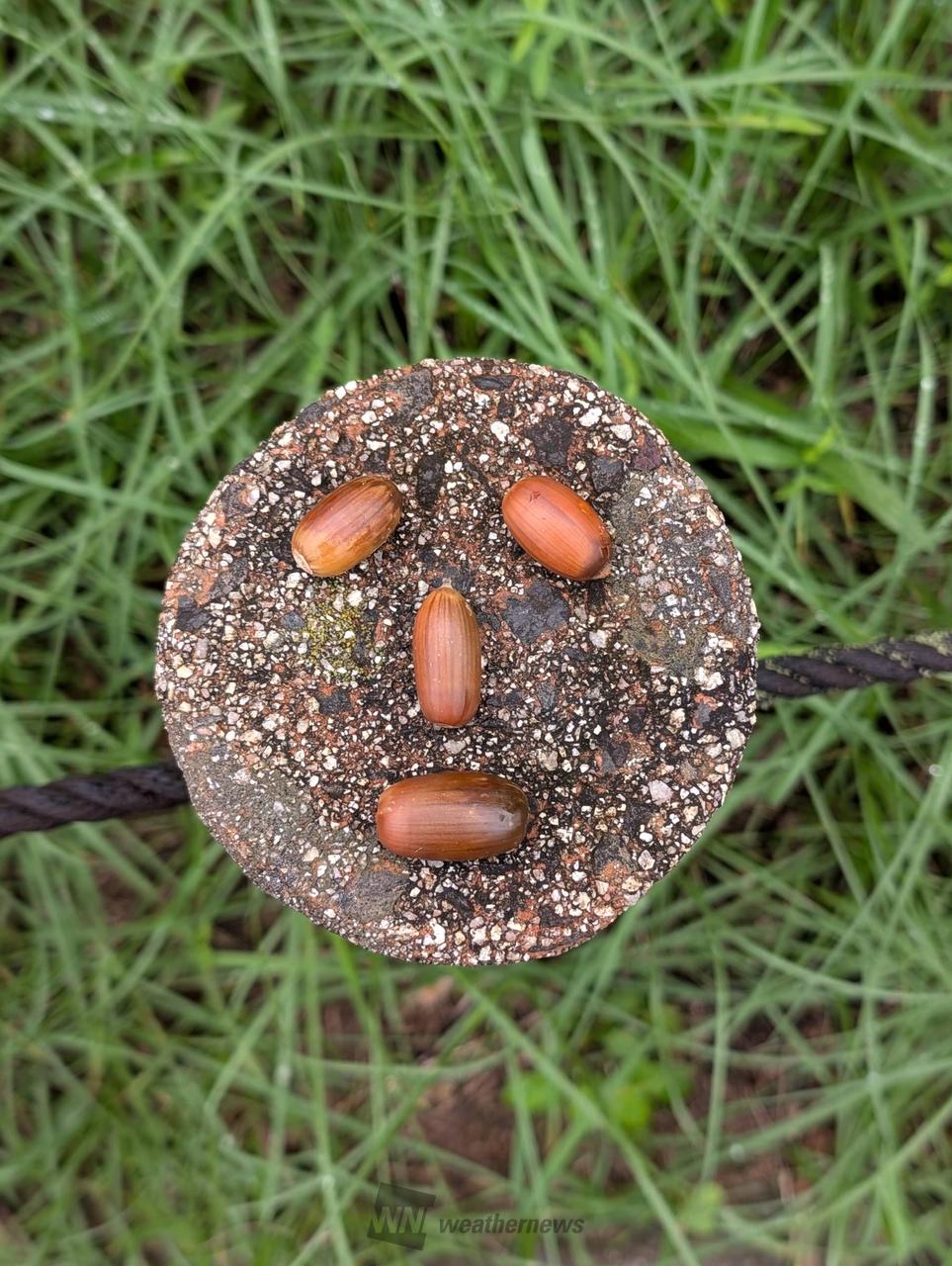 どんぐり発見！ 注目の空の写真 ウェザーニュース