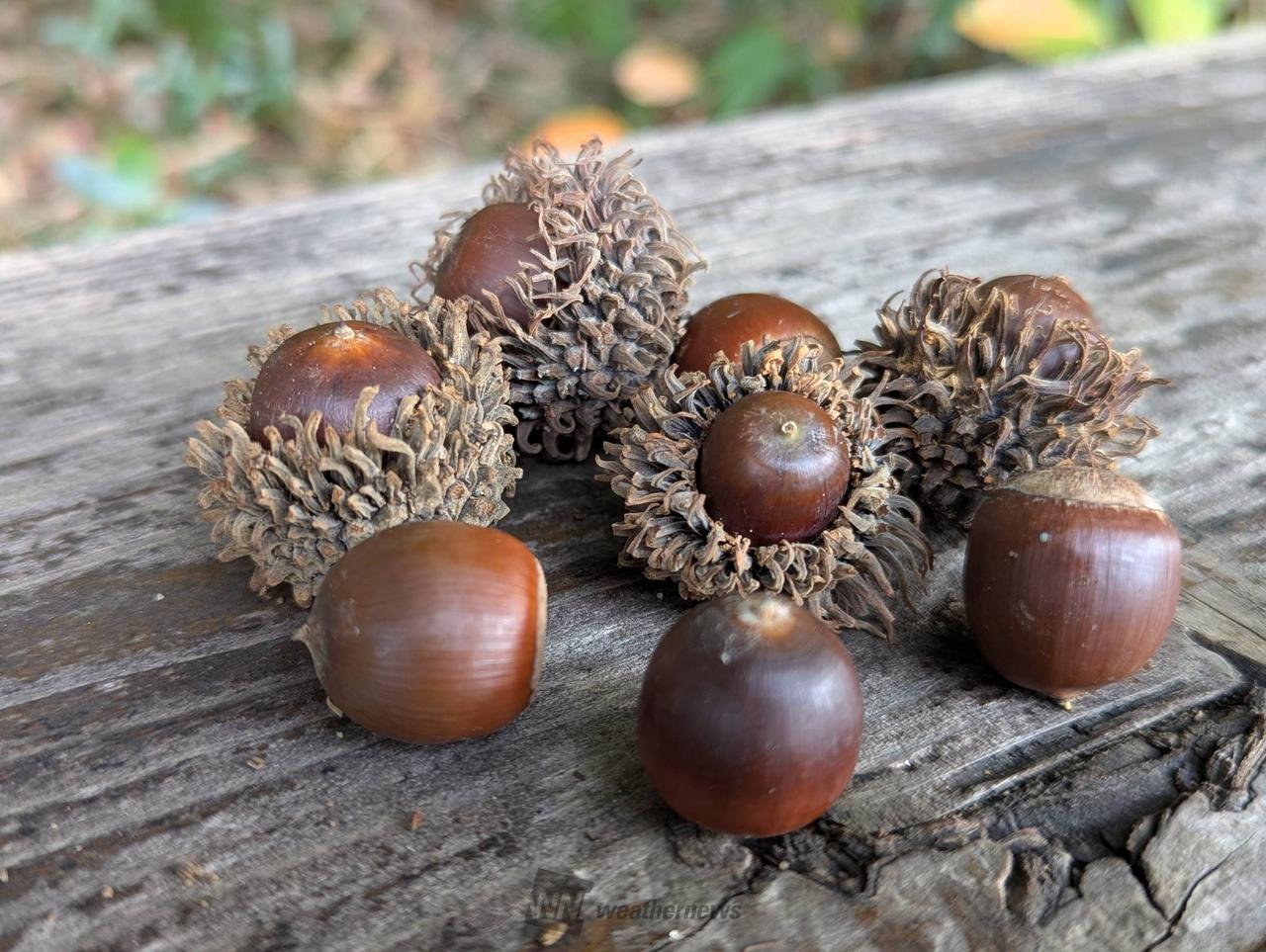 どんぐり発見！ 注目の空の写真 ウェザーニュース