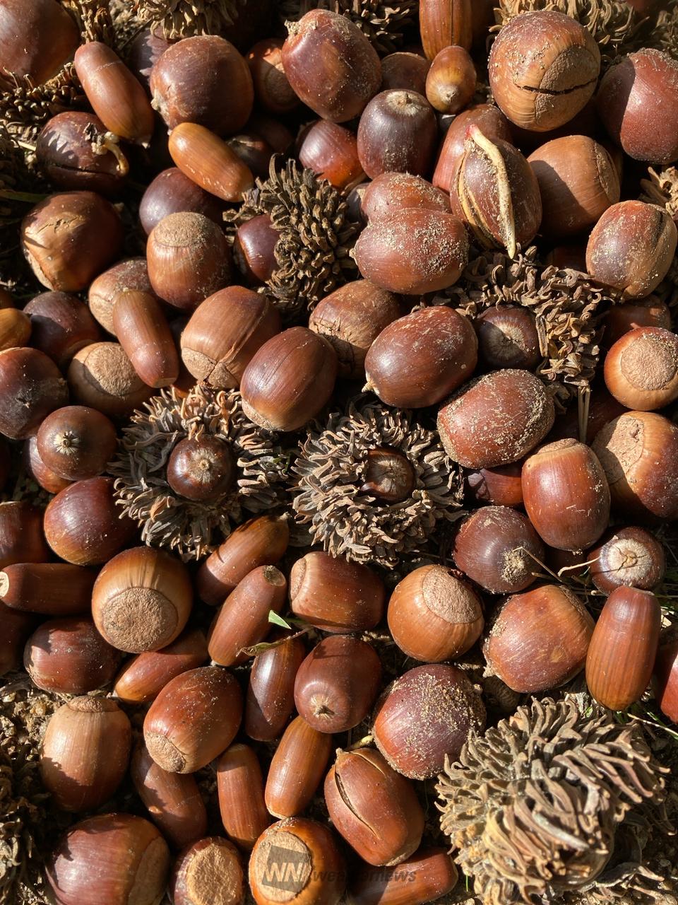 どんぐり発見！ 注目の空の写真 ウェザーニュース