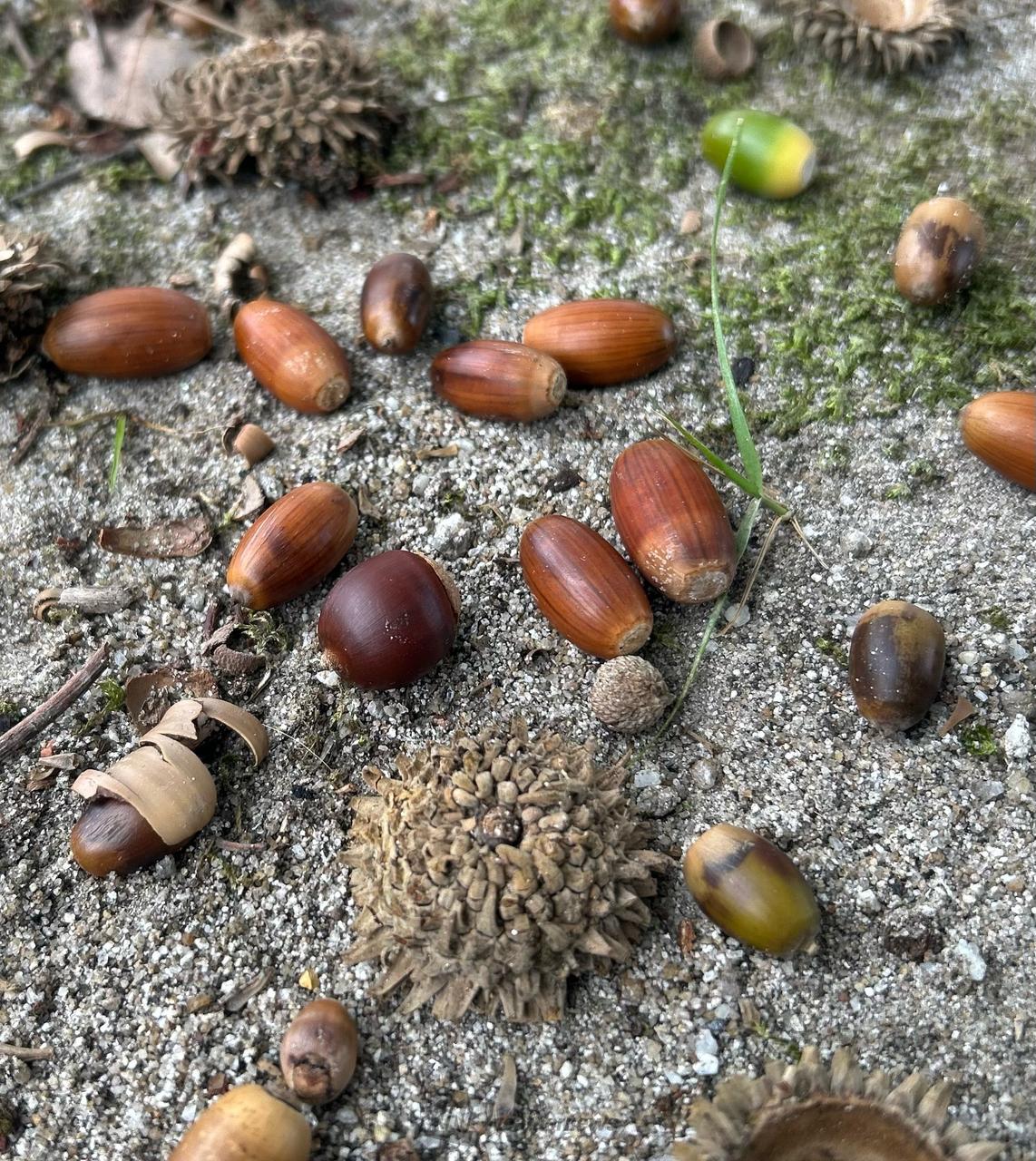 どんぐり発見！ 注目の空の写真 ウェザーニュース