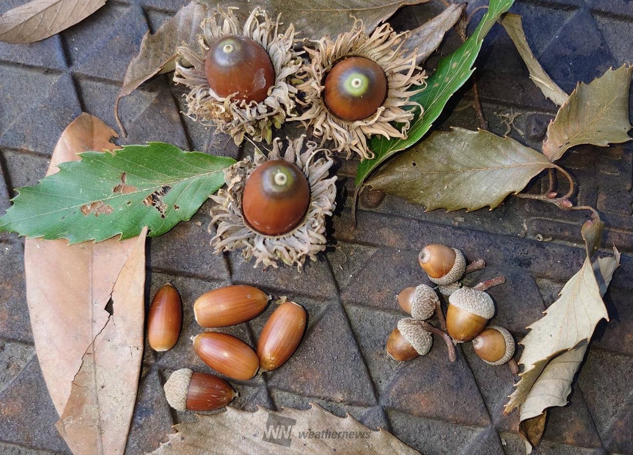 どんぐり発見！ 注目の空の写真 ウェザーニュース