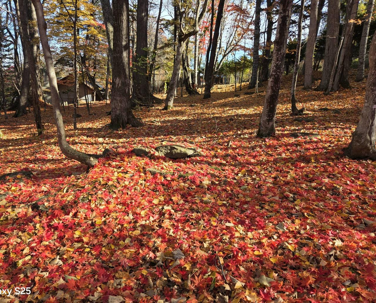落ち葉の絨毯🍁