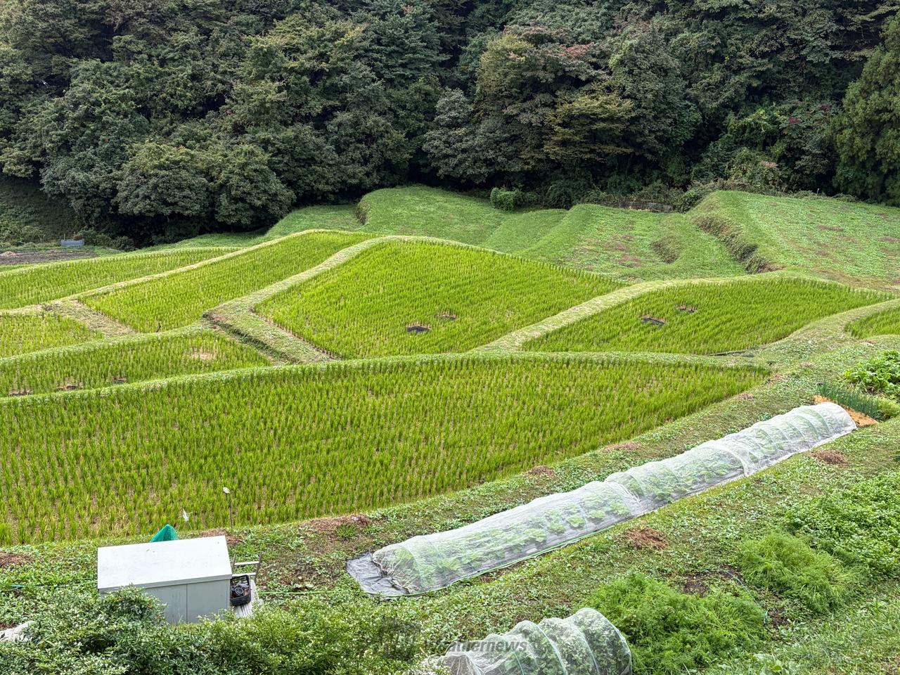 10月の棚田🌾 注目の空の写真 ウェザーニュース