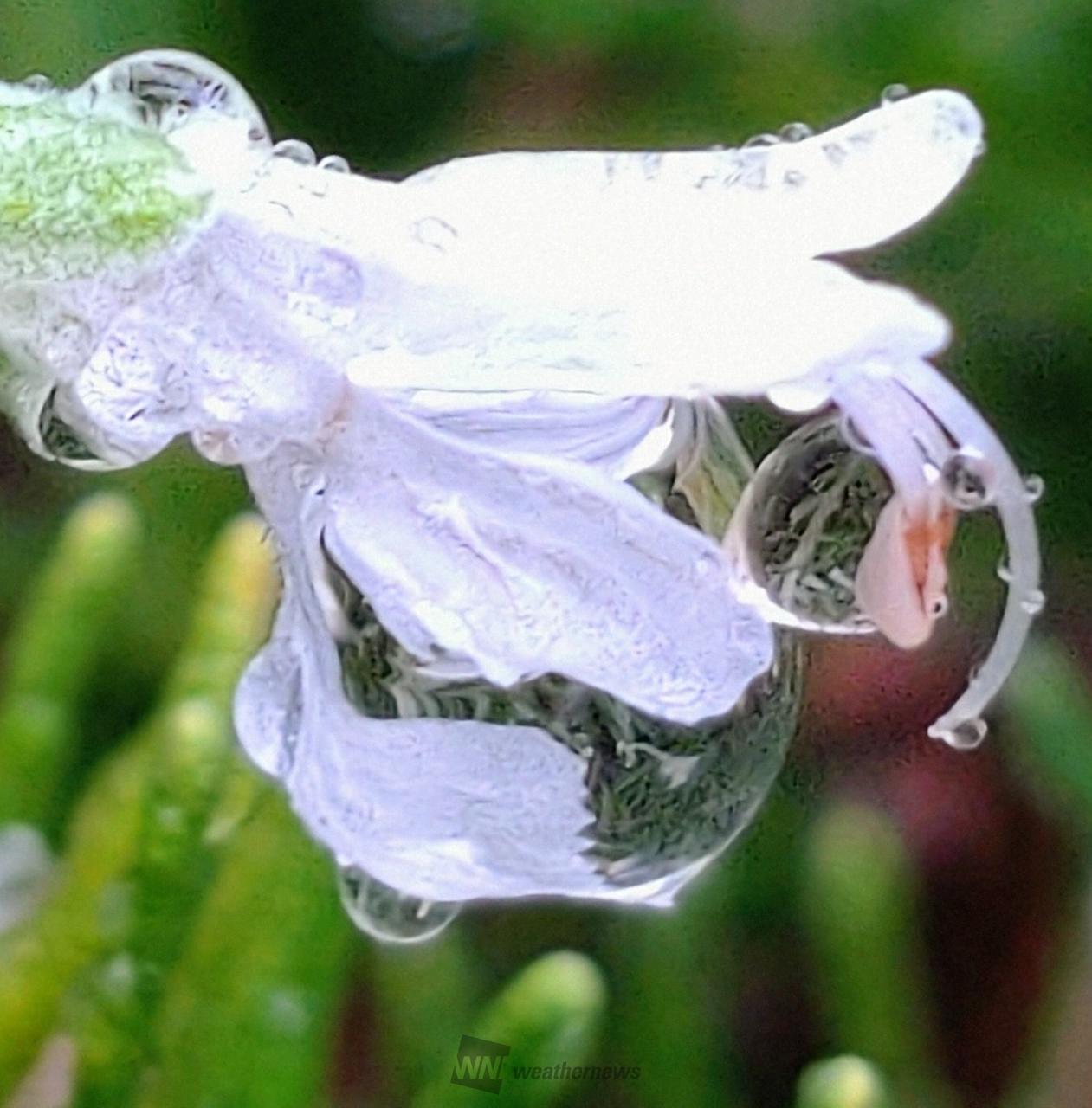 雨滴に濡れる草花 注目の空の写真 ウェザーニュース